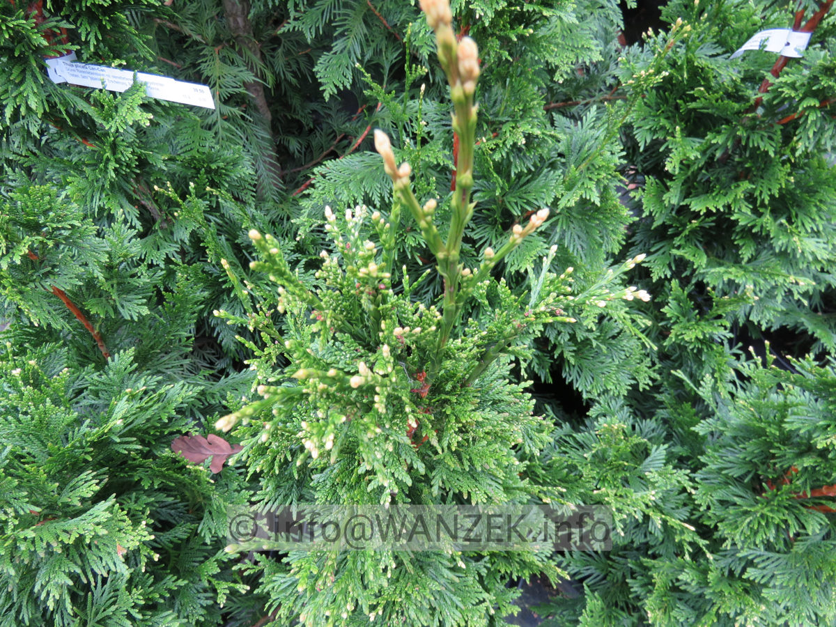 Thuja plicata Can-Can 04.JPG